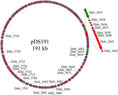 The Influence of Genes on the “Killer Plasmid” of Dinoroseobacter shibae on Its Symbiosis With the Dinoflagellate Prorocentrum minimum